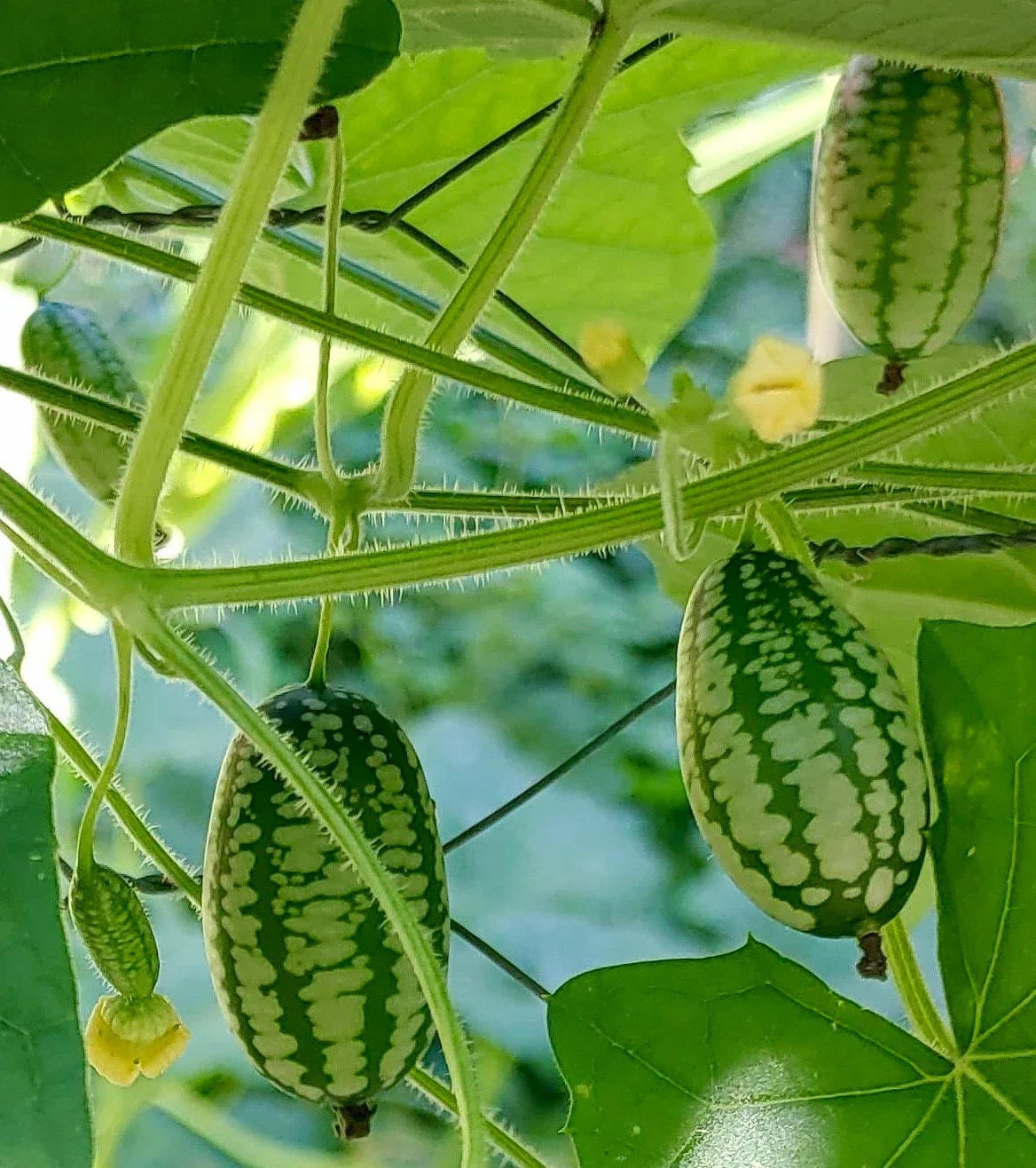 Green Scabra Vegetable Planting Seeds - Grow Fresh Greens