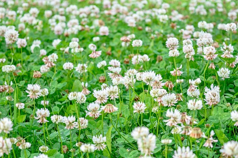 White Clover Seeds for Planting: Premium Flower Collection