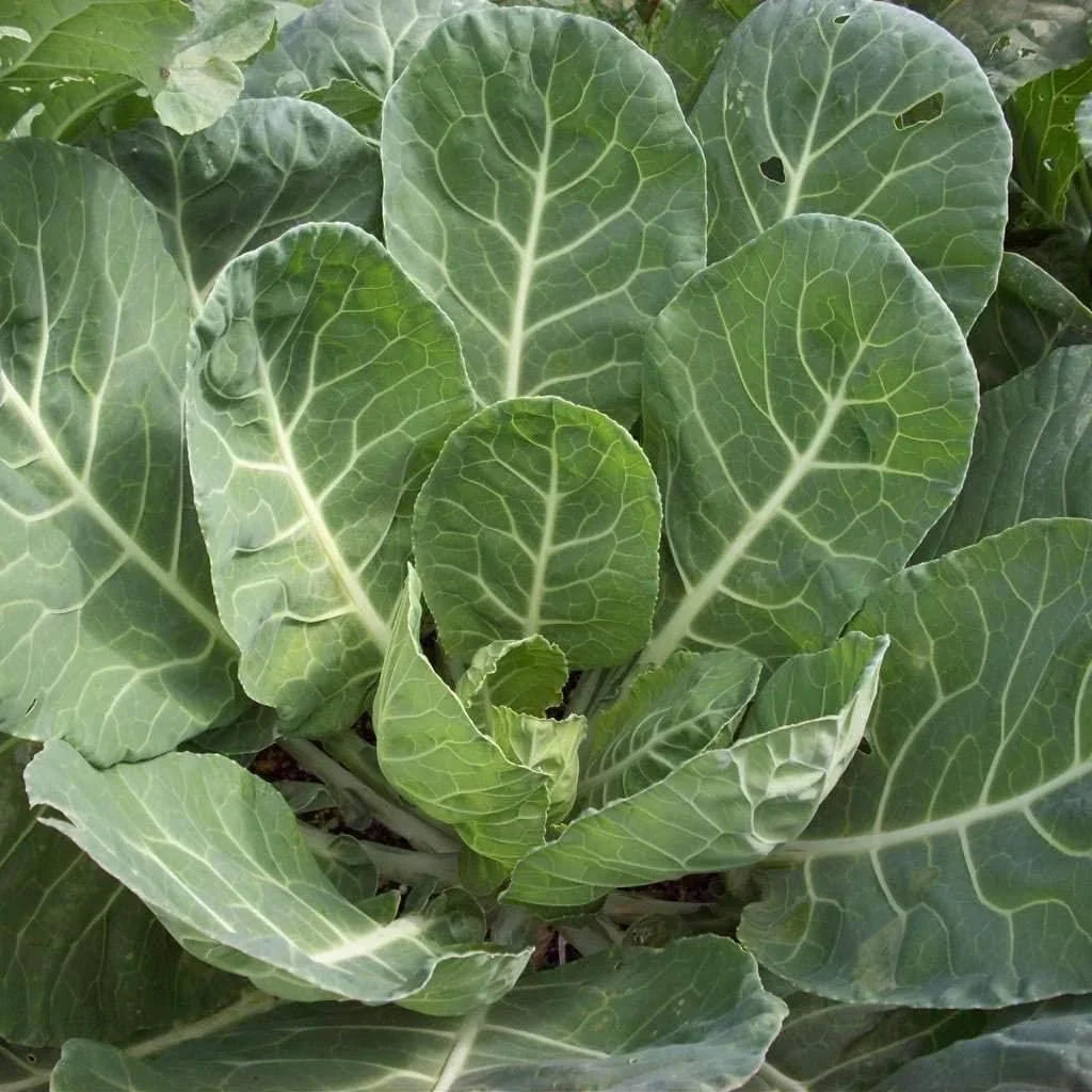 Green Collard Flower seeds for Planting - Bright Blooms, Heirloom & GMO Free Seeds for Home Garden