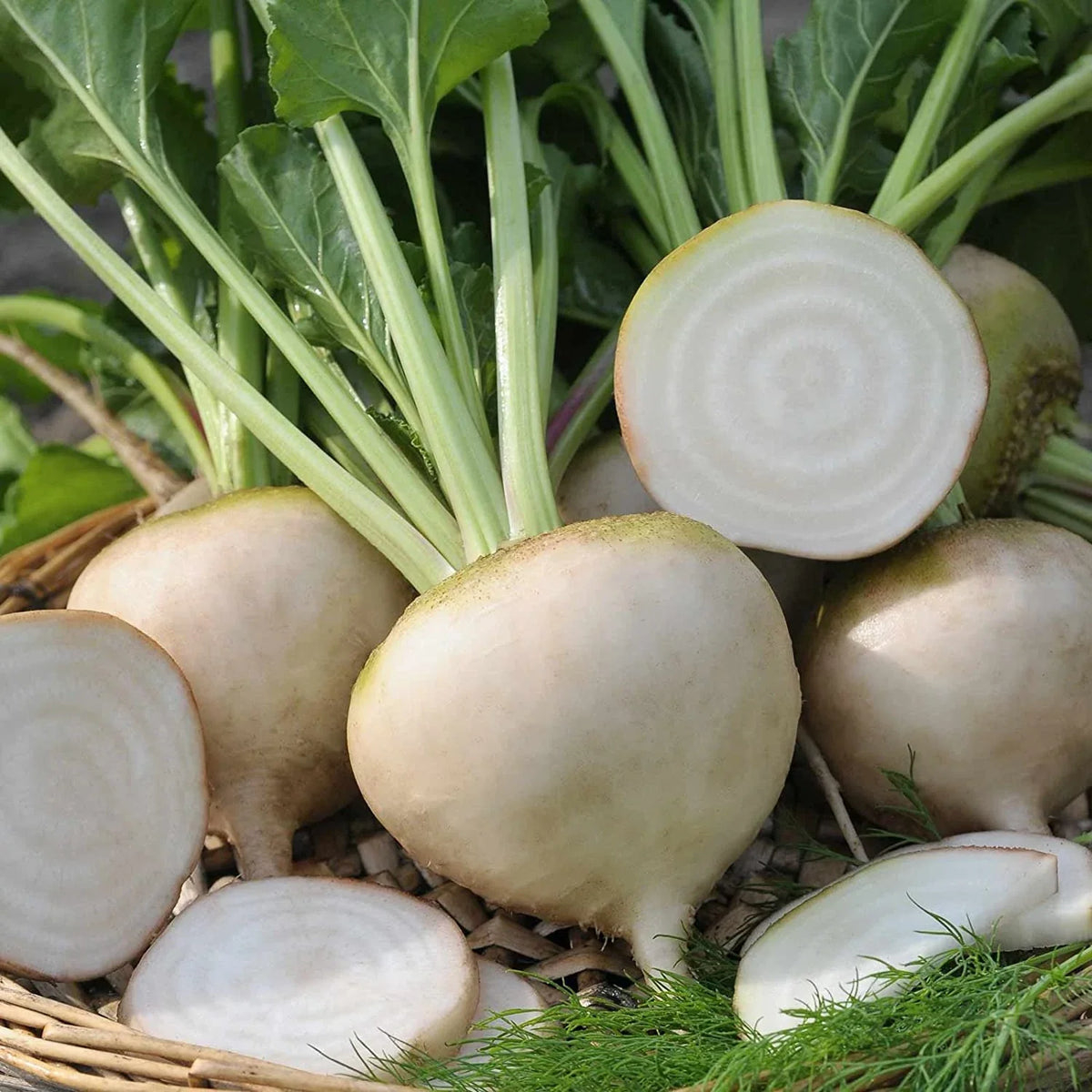 White Beet Vegetable Seeds for Easy Planting