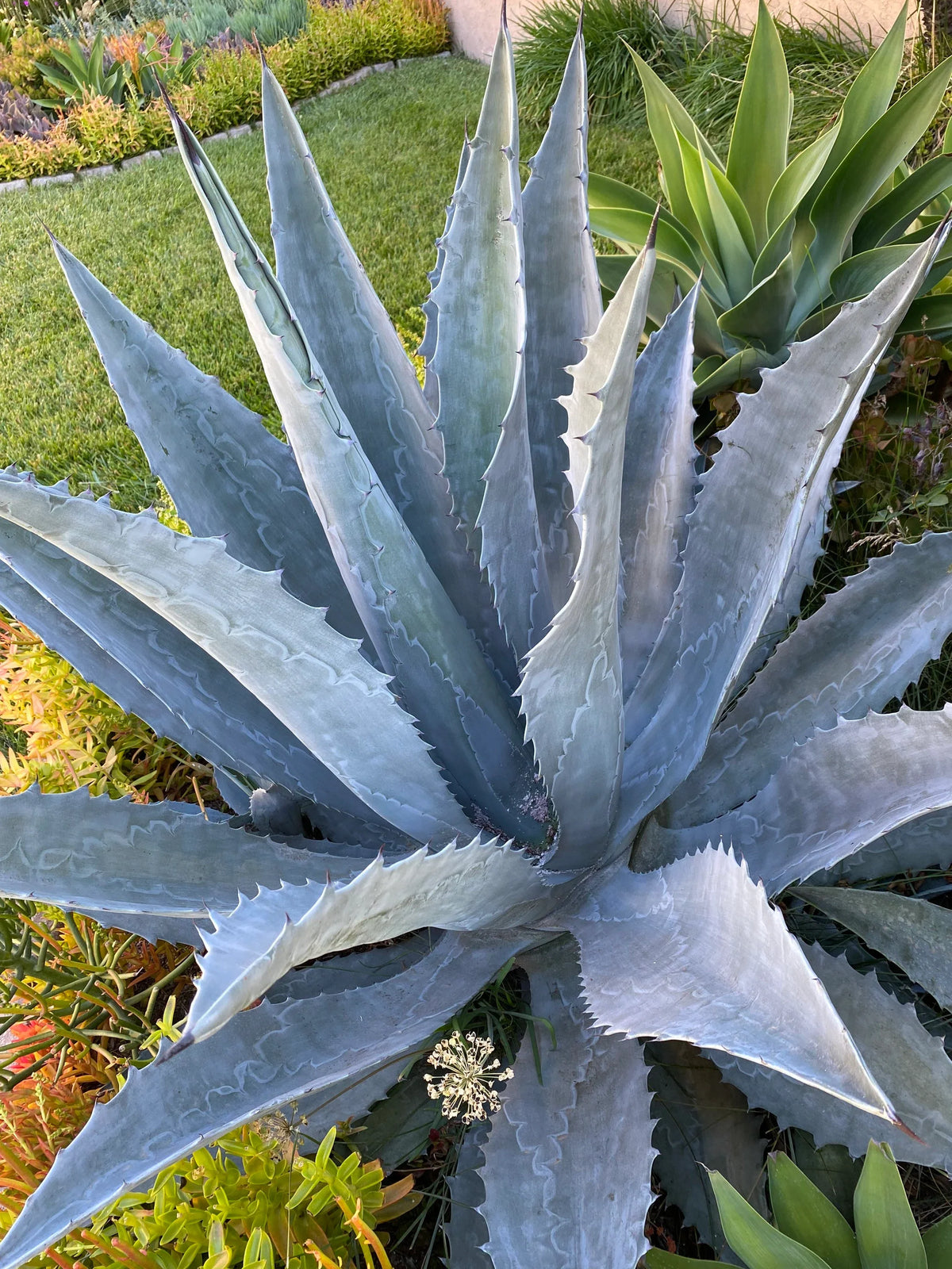 Blue Maguey Aloe Flower seeds for Planting - Easy to Grow, Heirloom & GMO Free Seeds for Home Garden