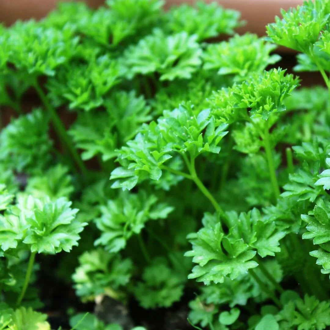 Green Parsley Seeds - Petroselinum Crispum for Planting