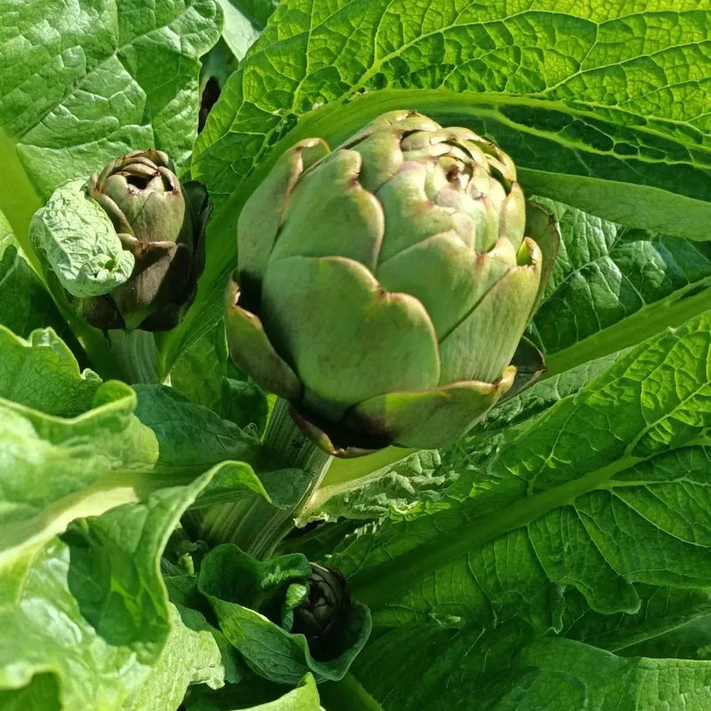 Glechoma Longituba High Yield Vegetable Seeds for Home Garden , Outdoor Kitchen Garden Seeds , Easy to Grow Vegetable Plants