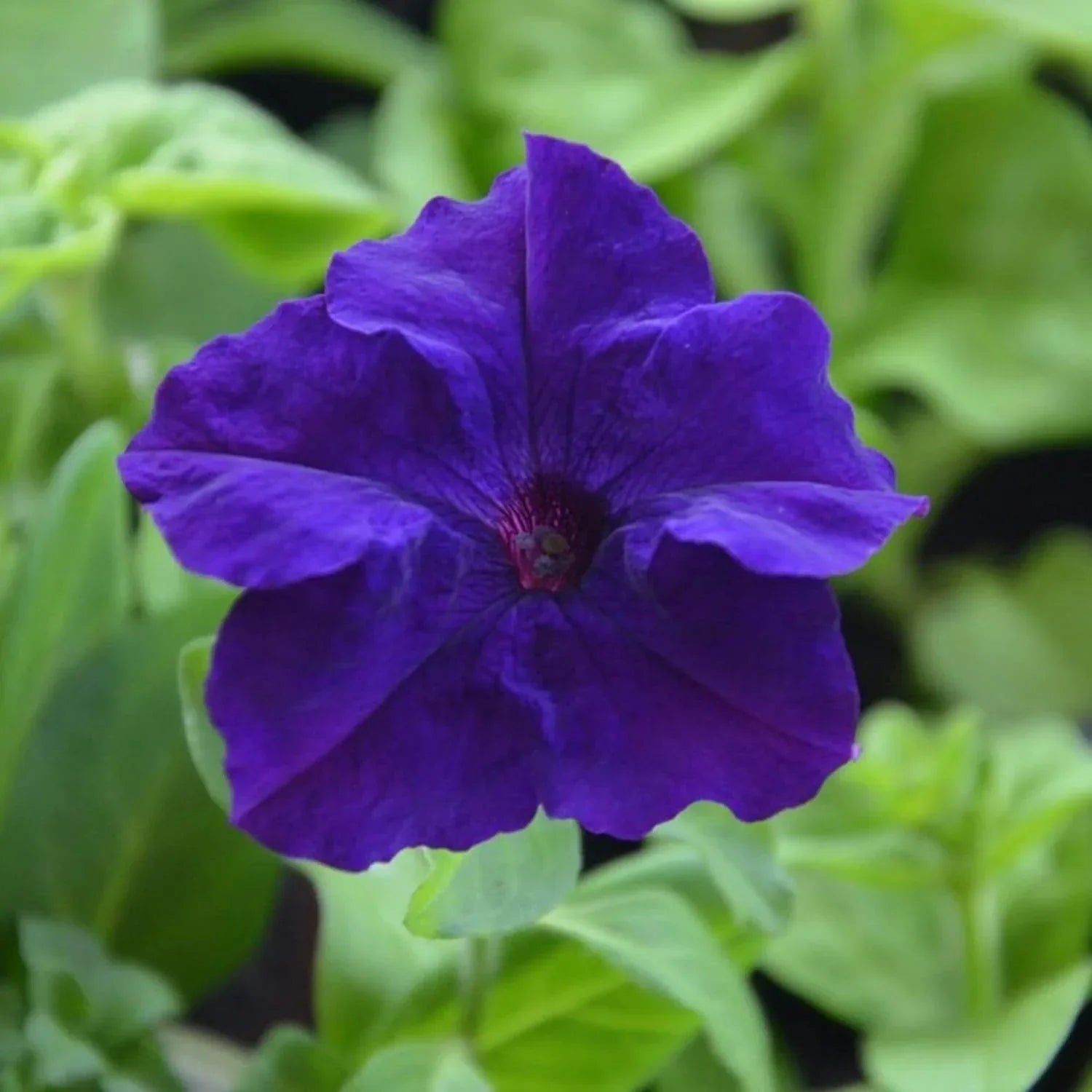 Blue Climbing Vine Seeds - Mandevilla Sanderi For Planting Flower