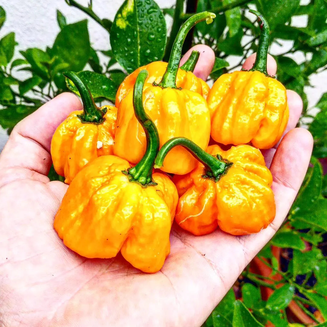Bahamian Vegetable Seeds for Planting
