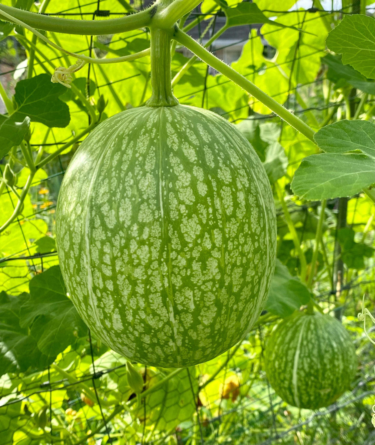 Green Cucurbita Pepo Ficifolia Seeds for Easy Planting