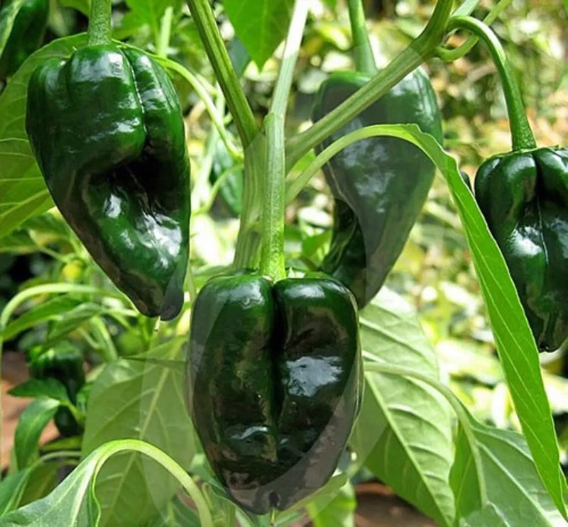 Green Ancho Poblano Vegetable Planting Seeds