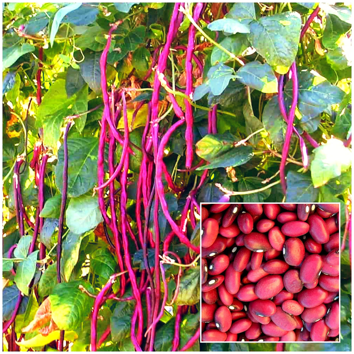 Red Long Bean Vegetable Seeds for Gardens