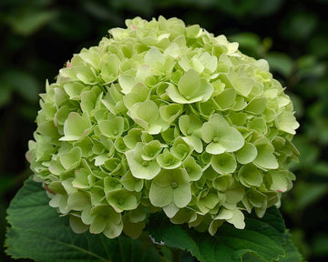 Thick Green Hydrangea Flower Seeds for Easy Planting