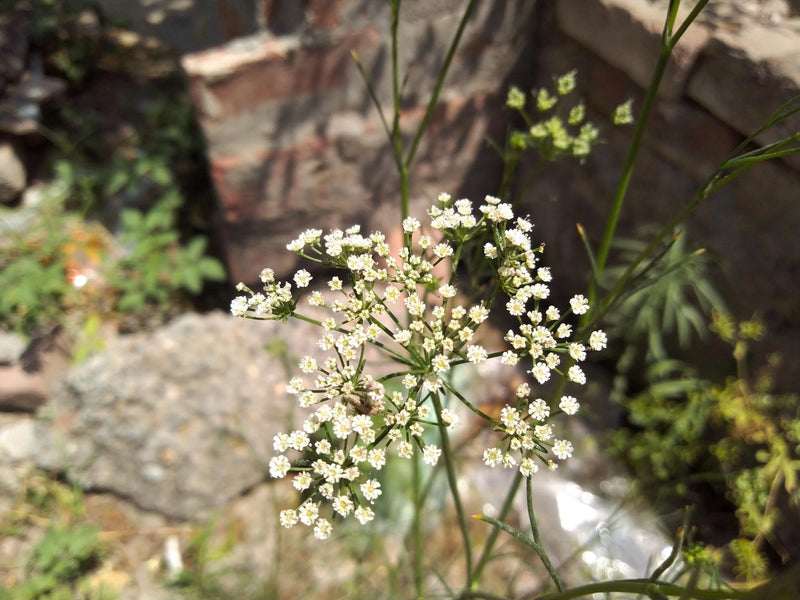 Kala Jeera Imperial Black Cumin (Bunium persicum) Spice Plant Herb Seeds