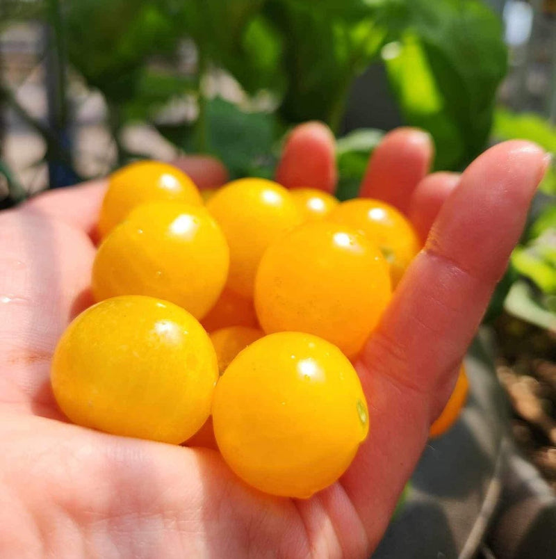 Orange Tomatillo Seeds for Easy Planting