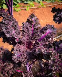 Red Veins Scarlet Kale Seeds for Planting