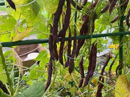 Brown Bean Seeds for Planting  High Yield Vegetable Seeds
