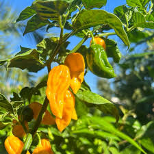 Datil Pepper Vegetable Seeds for Home Planting
