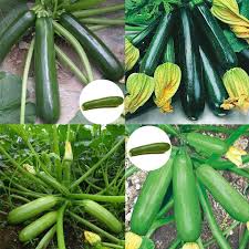 Zucchini Vegetable Seeds: Perfect for Home Planting