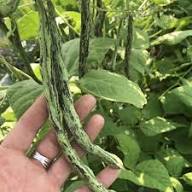 Green Black Rattlesnake Bean Seeds for Planting