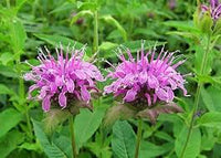 Lemon Bergamot Herb Seeds for Easy Planting