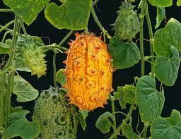 Cucumis Metuliferus (Horned Melon) Vegetable Seeds for Planting