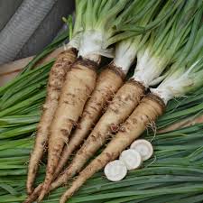 Salsify Vegetable Planting Seeds for Your Garden