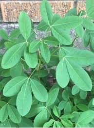 Chipilin Guatemalan Vegetable Seeds for Planting