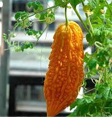 Orange Bitter Gourd Vegetable Planting Seeds for Your Garden
