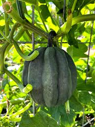 Table King Bush Acorn Squash Planting  Seed for Robust Growth and Delicious Harvest in Your Garden
