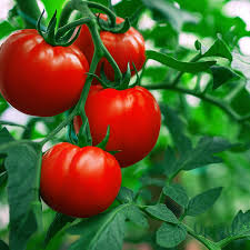 Red Mortgage Vegetable Planting Seeds - Premium Quality for Your Garden