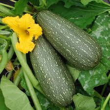 Grey Zucchini Squash Seeds for Planting Grow Delicious Vegetables