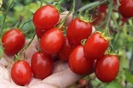 Grape Tomato Seeds - Delicious Vegetable Seeds for Your Garden