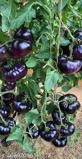 Black Tomato Seeds for Planting