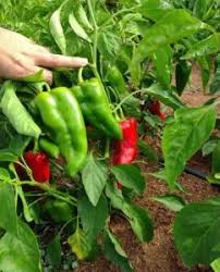 Green de Padron Vegetable Seeds for Planting