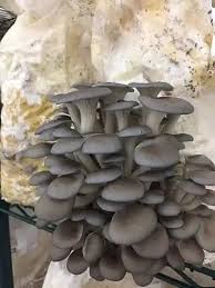 Oyster Mushroom Seeds for Easy Planting