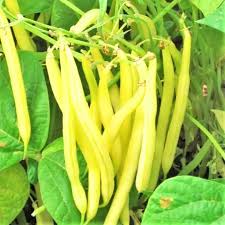 Heirloom Yellow Wax Bean Seeds for Planting  Grow Delicious Beans