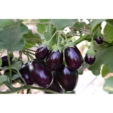 Black Eggplant Vegetable Seeds for Planting | Grow Delicious Eggplants at Home