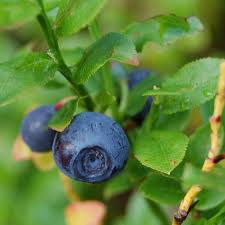 Black Myrtillus Fruit Planting Seeds Pack