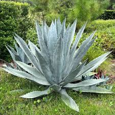 Silver Agave Flower seeds for Planting - Hardy Variety, Heirloom & GMO Free Seeds for Home Garden