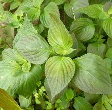 Perilla Seeds for Vegetable Garden Planting