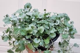 Silver Dichondra Flower seeds for Planting - Fragrant Blossoms, Heirloom & GMO Free Seeds for Home Garden