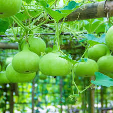 Round Bottle Gourd Vegetable Planting Seeds