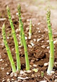 Green Wild Asparagus Seeds for Planting
