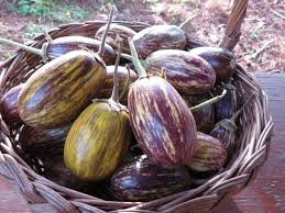 Udumalpet Eggplant Vegetable Seeds for Easy Planting