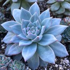 Sky Blue Echeveria Purpusorum Flower seeds for Planting - Seasonal Bloomer, Heirloom & GMO Free Seeds for Home Garden
