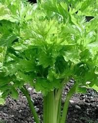 Celery Smallage Vegetable Seeds for Home Gardens