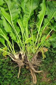 Rustikana Cochlearia Plant Seeds for Your Garden  Premium Quality Flower Seeds