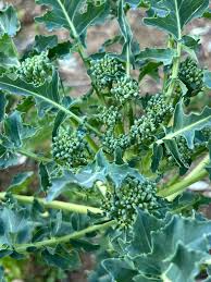 Sea Kale Vegetable Seeds for Planting