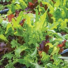 Mixed Mesclun Vegetable Seeds for Your Garden