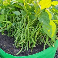 Green Appaloosa Bean Vegetable Seeds for Planting