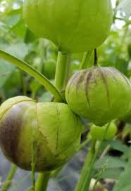 Green Tomatillo Seeds for Your Garden