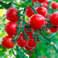 Red Bell Tomato Vegetable Seeds  Perfect for Home Growing