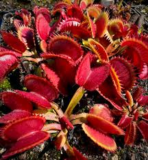 Red Catching Plant or Venus Fly Trap Insectivorous for Planting - Seasonal Bloomer, Heirloom & GMO Free Seeds for Home Garden